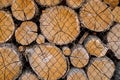 Dry, old logs lie behind the mesh fence.