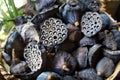 Dry old lotus pods with seeds and empty holes close up for background in wicker basket. Seed stem. Amazing plant design.Partial f