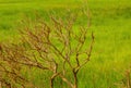 Dry old plant branches on green paddy field Royalty Free Stock Photo