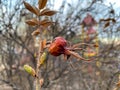 Dry old rosehip, near young shoots and leaves, buds in spring