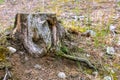 Dry old stump Royalty Free Stock Photo