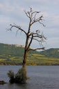 Dry old tree alone in the lake