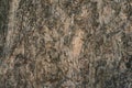 Dry old tree bark texture background Royalty Free Stock Photo