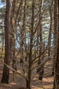 a dry old tree with branches without leaves on a forest background on a sunny day Royalty Free Stock Photo