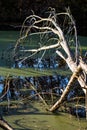 Dry old tree sunk in river