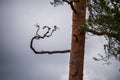 dry old tree trunk stomp in nature Royalty Free Stock Photo