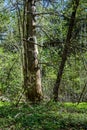 dry old tree trunk stomp in nature Royalty Free Stock Photo