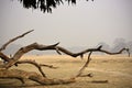 Dry old tree uprooted