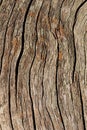 Dry old wooden background. natural wood. cracks. Wood texture Royalty Free Stock Photo