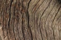 Dry old wooden brown background. natural wood. Wood texture Royalty Free Stock Photo