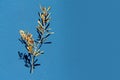 Dry olive branch with dry leaves and dry olives on blue texture background