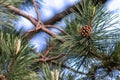 Dry and open pine cones an the ground are spreading their seeds with the wind as delicious snack for squirrels and other rodents