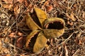 Dry open tropical fruit, Zambia