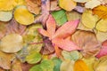 Dry orange autumn mixed leaves natural background