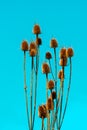 Dry orange brown cutleaf teasel wild plant in bright sunlight isolated on colorful turquoise teal background. Cut-out