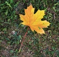 Dry yellow colorful leaf in the field, natural background, garden beauty