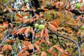 The dry orange leaves chestnut tree in autumn.