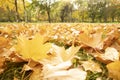 Dry orange leaves of maple tree on autumn blurred nature background. Beautiful city park with colorful leaves and sun`s rays Royalty Free Stock Photo