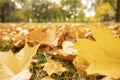 Dry orange leaves of maple tree on autumn blurred nature background. Beautiful city park with colorful leaves and sun`s rays Royalty Free Stock Photo