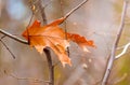 A dry orange oak leaf on a tree branch in autumn_ Royalty Free Stock Photo