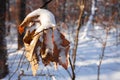 Dry orange tree leaves covered with heavy snow. Orange leaf crushed under the heavy snow. Royalty Free Stock Photo