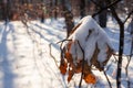 Dry orange tree leaves covered with heavy snow. Orange leaf crushed under the heavy snow. Royalty Free Stock Photo