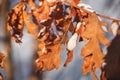 Dry orange tree leaves covered with heavy snow. Orange leaf crushed under the heavy snow. Royalty Free Stock Photo