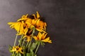 Dry orange wild flowers on rustic black background. Copy space Royalty Free Stock Photo