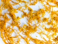 Dry orange zest on a white plate. Dry citrus zest, grated orange peel Royalty Free Stock Photo