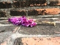 Dry orchid flower for respect buddha statue on old cement floor Royalty Free Stock Photo