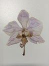 Dry orchid
