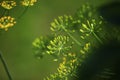 Dry organic dill seeds and onions. Healthy lifestyle. On a blurred background. Preparation fragrant greens for the winter Royalty Free Stock Photo