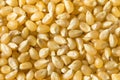 Dry Organic White Popcorn Kernels Royalty Free Stock Photo