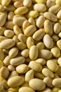 Dry Organic Yellow Mayocoba Beans Royalty Free Stock Photo