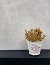 Dry ornamental flowers in pots placed in front of gray walls