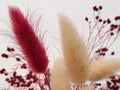 Dry ornamental grass. Dried plants. Dry plant stems on white background