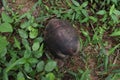 A dry out and fallen Coconut fruit on the ground, View from the above Royalty Free Stock Photo