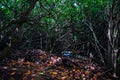 Dry overgrowth in the forest, Kauai Hawaii USA