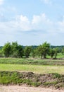 Dry paddy field Royalty Free Stock Photo