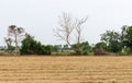 Dry paddy field after the havest time. Royalty Free Stock Photo