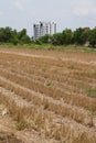 Dry paddy field and high building on background Royalty Free Stock Photo