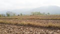 Dryland rice farming and beautiful view Royalty Free Stock Photo