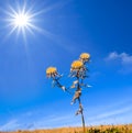 Dry pairie flower on a sparkle sun background