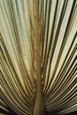 Dry palm leaf macro background. Exotic nature pattern. Brown and green tropical texture detail closeup. Royalty Free Stock Photo