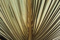 Dry palm leaf macro background. Exotic nature pattern. Brown and green tropical texture detail closeup. Royalty Free Stock Photo