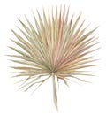 Dry palm leaf painted with watercolor dried flowers isolated