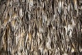 Dry palm leaf surface closeup. Thatched roof photo texture. Natural texture of dried straw Royalty Free Stock Photo