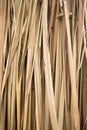 Dry palm leaves Royalty Free Stock Photo