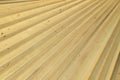 Dry palm leaves texture Royalty Free Stock Photo