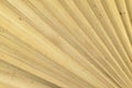 Dry palm leaves texture Royalty Free Stock Photo